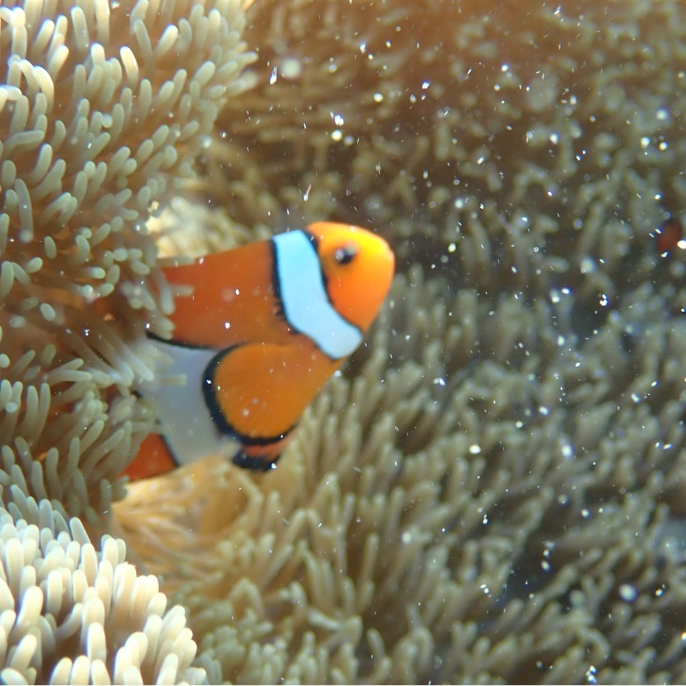 Meet your Posher, 奈央